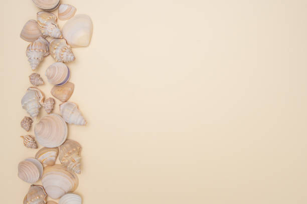 istock Panoramic view of seashells isolated on neutral beige background. 1364218476