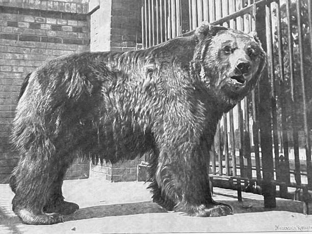 istock At the Zoo - Japanese bear, from Ezo 1364220331