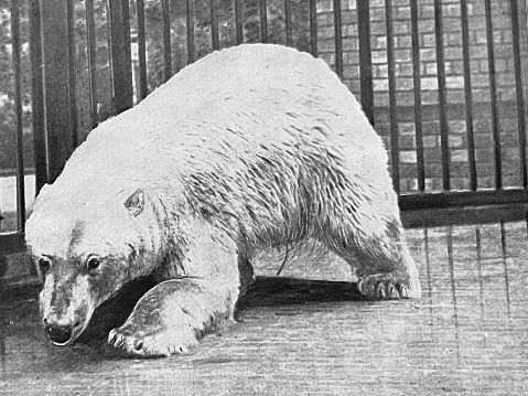 Two polar bears close-up in an aviary. Wild animals.