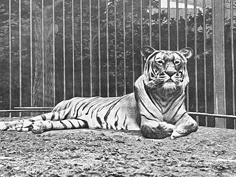 tiger(Panthera leo) relaxing on the grass and looking at the camera.