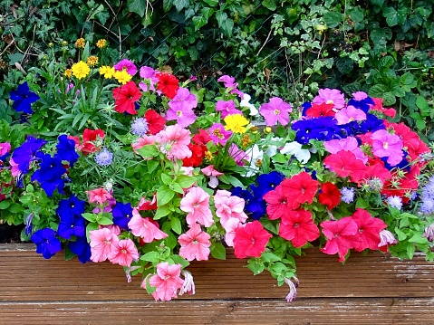 Beautiful and colourful summer flowers in a wooden planter