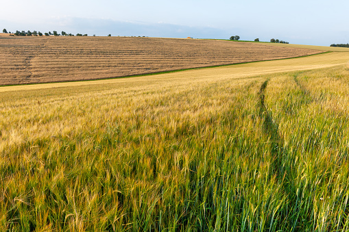 Grain field in summer