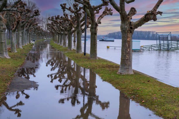 Flooded promenade of Rüdesheim am Rhein / Germany, lined with plane trees