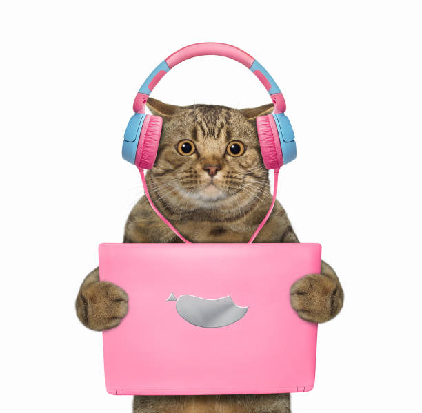istock Cat listen to music on pink tablet 1364222101
