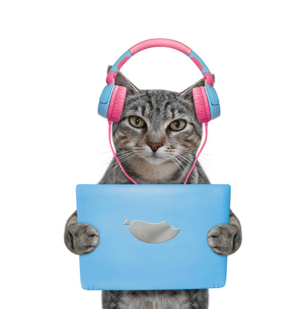 istock Cat gray listen to music on blue tablet 1364222103