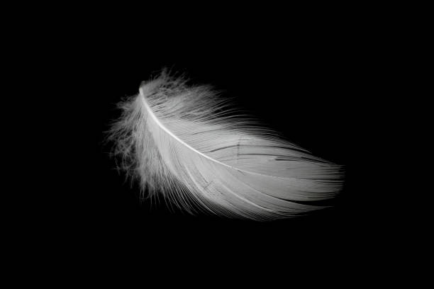istock white duck feathers isolated on black background 1364222486