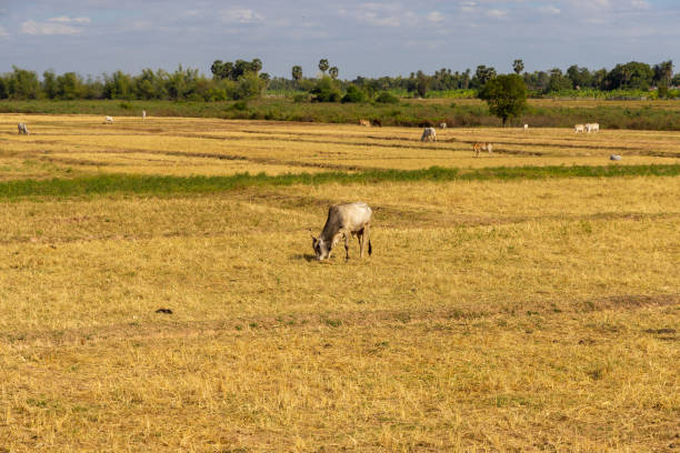 A cow on the rice field in Cambodia