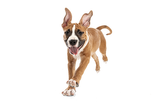 Cute, playful pet. Studio shot of American Staffordshire Terrier running isolated over white background. Concept of motion, beauty, vet, breed, action, pets love, animal life. Copy space for ad.