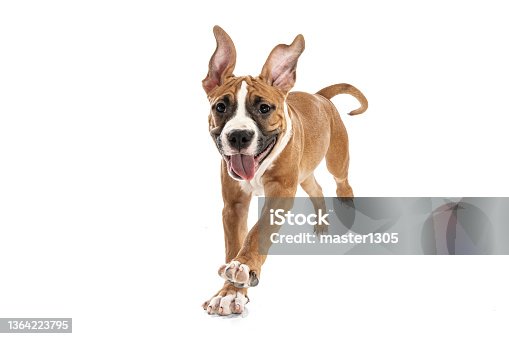 istock Studio shot of American Staffordshire Terrier running isolated over white background. Concept of beauty, breed, pets, animal life. 1364223795