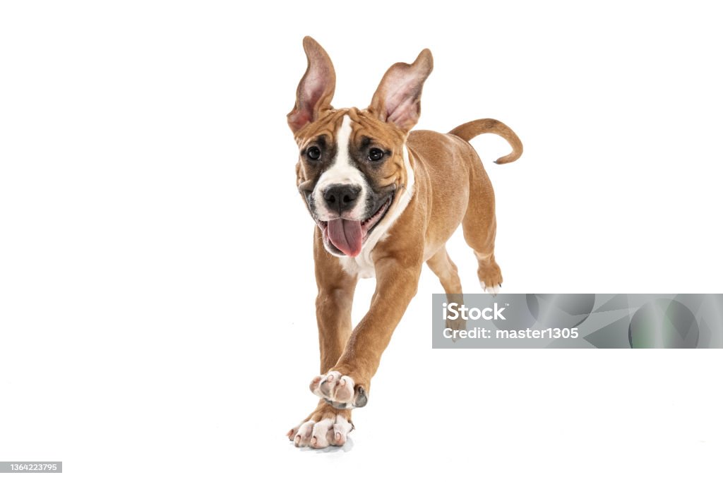 Studio shot of American Staffordshire Terrier running isolated over white background. Concept of beauty, breed, pets, animal life. Cute, playful pet. Studio shot of American Staffordshire Terrier running isolated over white background. Concept of motion, beauty, vet, breed, action, pets love, animal life. Copy space for ad. Dog Stock Photo