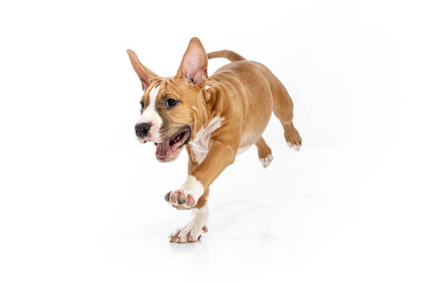 Studio shot of American Staffordshire Terrier running isolated over white background. Concept of beauty, breed, pets, animal life. Cute, playful pet. Studio shot of American Staffordshire Terrier running isolated over white background. Concept of motion, beauty, vet, breed, action, pets love, animal life. Copy space for ad. american staffordshire terrier stock pictures, royalty-free photos & images