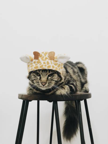 istock Cat Wear Giraffe Hat 1364223804