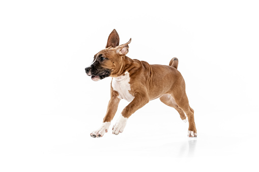 Playful pet. Studio shot of American Staffordshire Terrier running isolated over white background. Concept of motion, beauty, vet, breed, action, pets love, animal life. Copy space for ad.