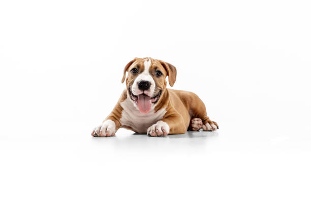 istock Young American Staffordshire Terrier lying on floor isolated over white studio background. Concept of beauty, breed, pets, animal life. 1364223831