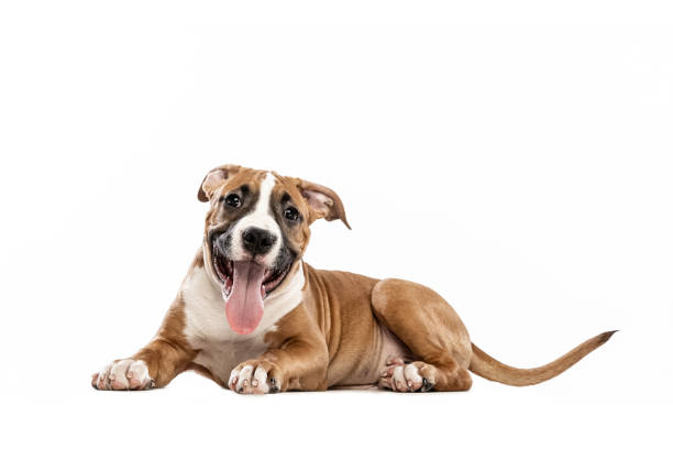 Young American Staffordshire Terrier lying on floor isolated over white studio background. Concept of beauty, breed, pets, animal life.