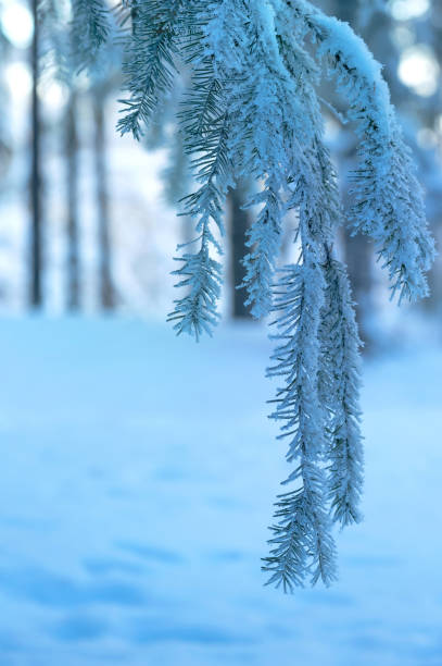 istock Frosty spruce tree branch close-up 1364223858
