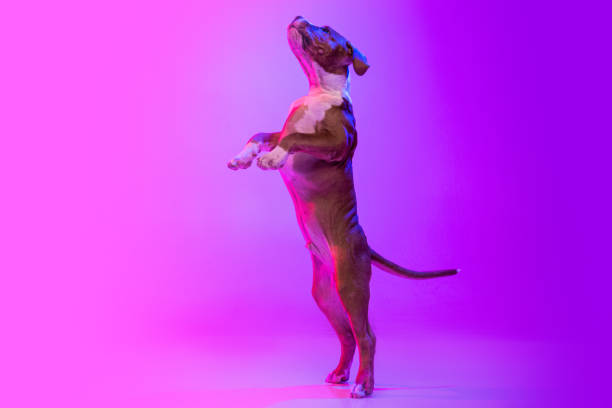 istock American Staffordshire Terrier isolated over studio background in neon gradient pink light filter. Concept of beauty, breed, pets, animal life. 1364223873