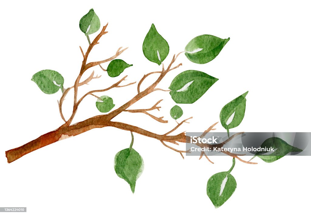 Twig with leaves watercolor illustration Twig with leaves watercolor illustration. Template for decorating designs and illustrations. Branch - Plant Part stock illustration
