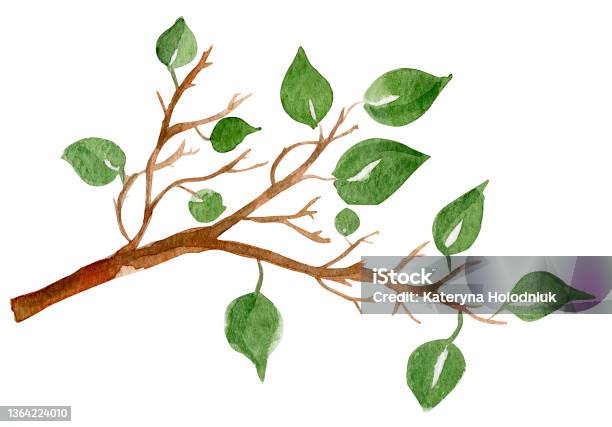 Twig With Leaves Watercolor Illustration Stock Illustration - Download Image Now - Branch - Plant Part, Bud, Tree
