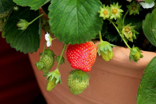 istock planta fruta morango - fragaria 1364224230