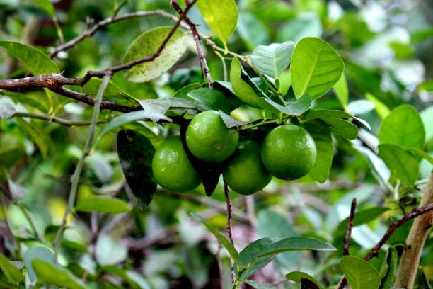 istock galician lemon fruit plant - citrus limon 1364224235