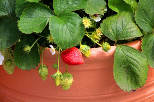 istock planta fruta morango - fragaria 1364224240