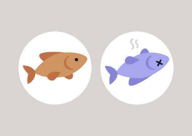 Cartoon Of The Rotten Fish Illustrations, Royalty-Free Vector Graphics & Clip Art - iStock Cartoon Of The Rotten Fish Illustrations, Royalty-Free Vector Graphics & Clip Art - iStock