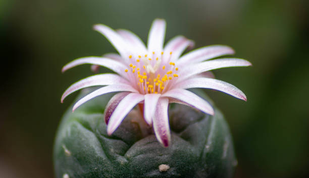 Lophophopra Williamsii(Peyote) Flower Peyote Flower peyote cactus stock pictures, royalty-free photos & images