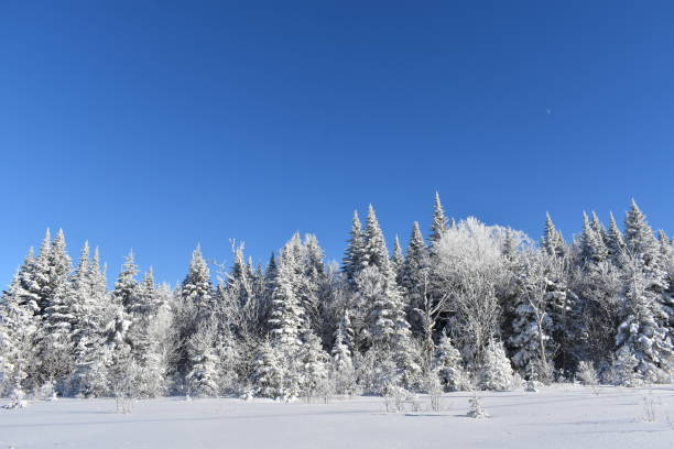 Sous un ciel bleu Spruce trees encumbered under n blue sky, Quebec, Canada ciel bleu stock pictures, royalty-free photos & images