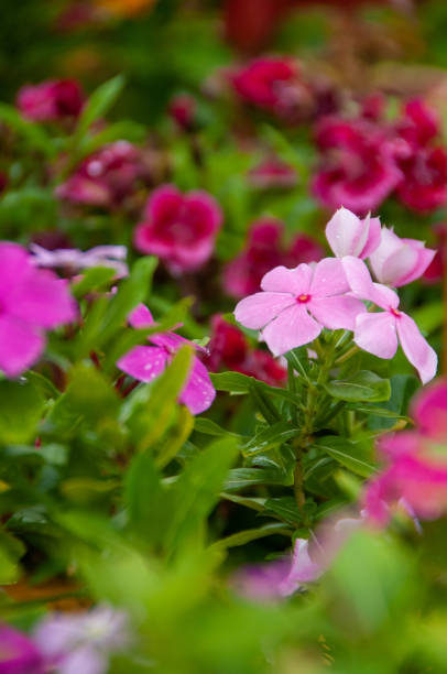 istock nature in harmony, beautiful landscape 1364227514