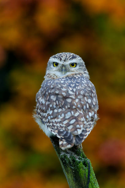 istock Burrowing Owl  in the autumn 1364227629