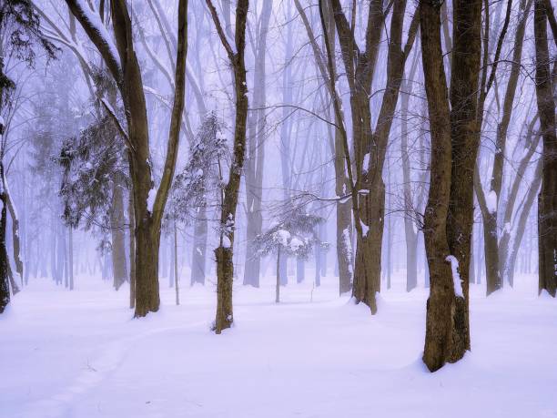 istock Foggy forest with snow in the morning 1364227654