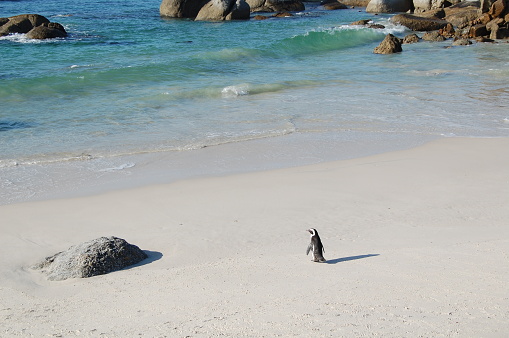 A single penguin approaches the ocean at Boulders Beach, South Africa