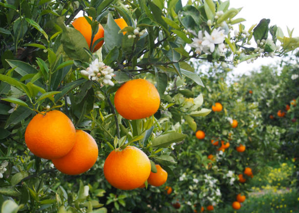 istock Valencian orange and orange blossoms. Spain. Spring harvest 1364229818