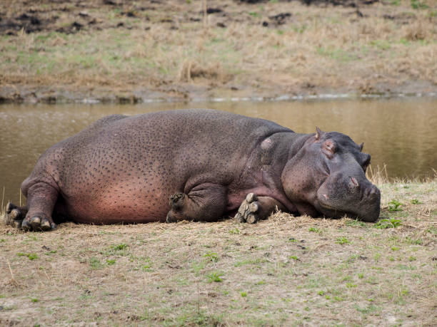 istock A lazy hippopotamus laying in the morning sun 1364229974