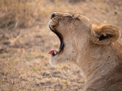 Lioness yawning in the huge African savannah