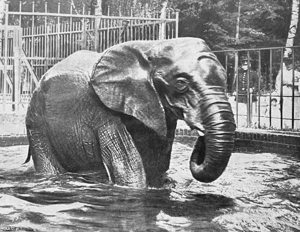 istock At the Zoo - elephant taking a bath 1364231619