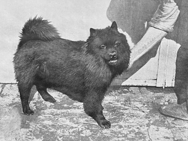 istock At the Zoo - Chinese Spitz dog 1364231871