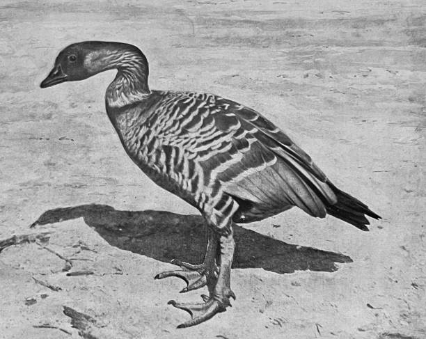 istock At the Zoo - Sandwich goose 1364231896