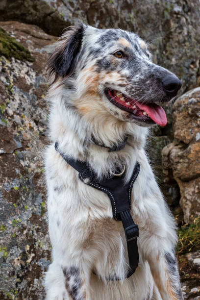 istock White mestizo dog with black spots with a restraint harness and happy face. 1364231936