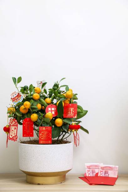 Chinese New Year red envelope with money inside, besides lucky Kumquat plant Chinese New Year red envelope with money inside, besides lucky Kumquat plant, concept image as Kumquat represents wealth, prosperity and luck kumquat stock pictures, royalty-free photos & images