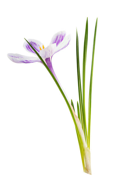 istock Autumn Crocus flower isolated on white background 1364233450