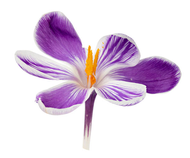 istock Autumn Crocus flower isolated on white background 1364233461