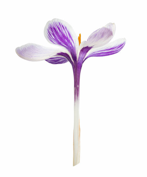 istock Autumn Crocus flower isolated on white background 1364233477