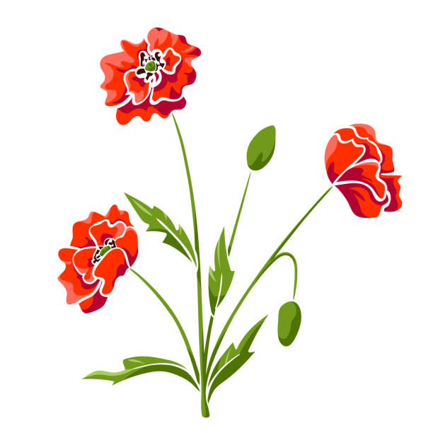 czerwony kwitnący kwiat maku w kolorze izolowanego szkicu - poppy single flower red white background stock illustrations