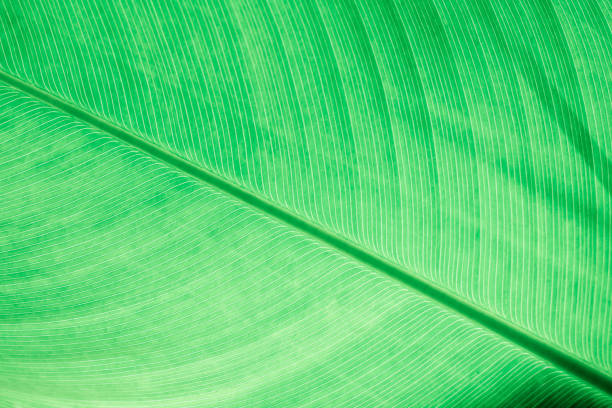 istock green leaf detail line  texture background Natural wallpaper 1364236956