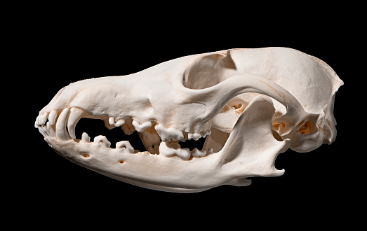 Skull of a red fox (Vulpes vulpes) on a black background