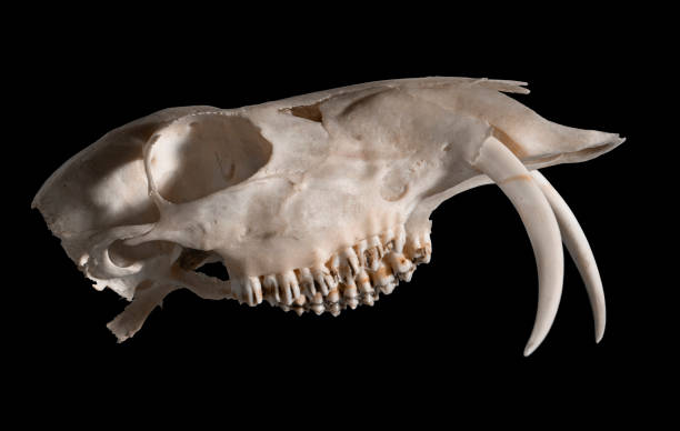 Skull of a Siberian musk deer (Moschus moschiferus) Skull of a Siberian musk deer (Moschus moschiferus)  on a black background moschus stock pictures, royalty-free photos & images