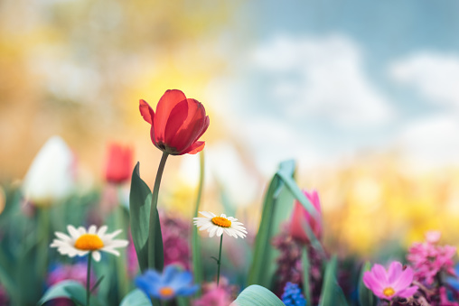 Colorful spring garden with tulips and daisies.