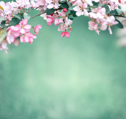 Spring background with blooming tree in pastel colours. Copy space.